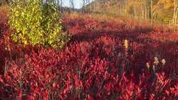 Energy and Chemical Reactions Instructional Video