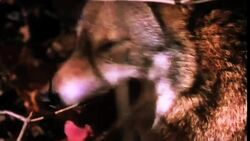 Wolf Communication and Adaptations Instructional Video