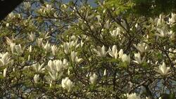 Flowers and trees at Birmingham Botanical Gardens on a sunny Good Friday News Clip