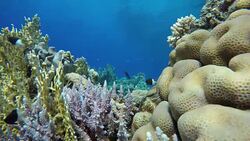 Ocean. Underwater life in the ocean. Colorful corals and fish. Stock Footage