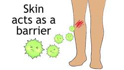 The Immune System Instructional Video