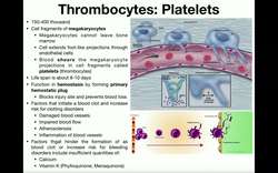 Anatomy - Physiology and Development of Platelets Instructional Video