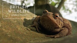 Common Toads: The Complete Guide Instructional Video