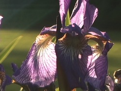 ¿Qué es la luz?: video de evaluación Instructional Video