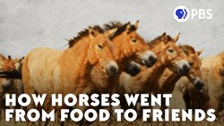 How Horses Went From Food To Friends Instructional Video