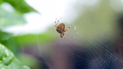 Spider Catching Prey Stock Footage