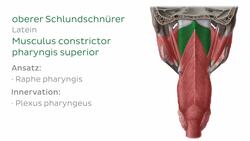 Pharynxmuskulatur Instructional Video