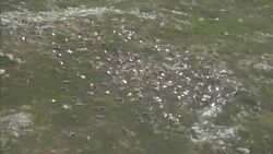 Hundreds of reindeer killed by lightning in Norway News Clip