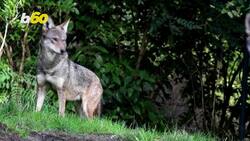Endangered Red Wolves Receive Dental Treatment to Save the Species Instructional Video
