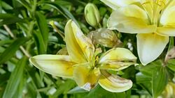 Botrytis cinerea fungus on lily flowers. Stock Footage