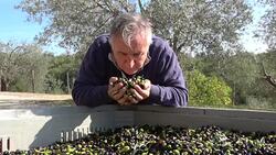 Farmer examining organic olive harvest and inspecting orchard quality Stock Footage