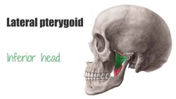 Lateral pterygoid muscle Instructional Video