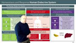 Introduction to Hormonal Coordination in the Human Body Instructional Video