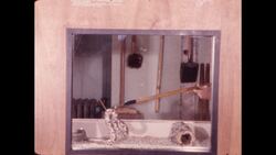 1970s: Children study artifacts Stock Footage