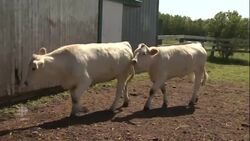 Farm-sitting gives farmers a rare break News Clip