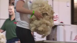 Wool handlers at the 100th Royal Welsh Show, biggest agricultural show in the United Kingdom News Clip