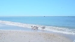 4K Small flock of American White Ibises feeding on the beach in Florida Stock Footage