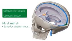 Dural venous sinuses Instructional Video