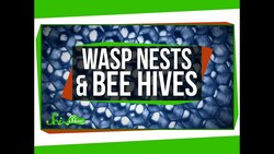 Wasp Nests and Bee Hives Instructional Video