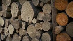 Log Pile Moving Shot Stock Footage