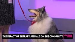 Celebrating National Dog Day With a Very Special Guest News Clip