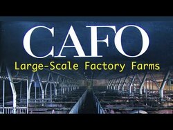 The Tragedy of Industrial Animal Factories - Dan Imhoff Instructional Video