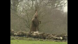 Crane lifting dead cows on a farm News Clip