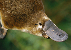 Bizarre Adaptations Instructional Video