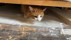 #TheMoment a missing cat somehow travelled from Ontario to P.E.I. News Clip