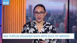 Sea Turtles Released To Gulf Of Mexico News Clip
