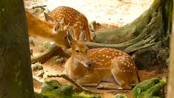 Wildlife scene. Beautiful young fallow whitetail deer, wild mammal animal in forest surrounding. Spotted, Chitals, Cheetal, Axis, Cervus nippon or Japanese deer grazing in natural habitat in the sun. Stock Footage