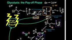 Glycolysis (Part 4 4) Payoff Phase Review Instructional Video