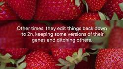 Why Do Strawberries Have Eight Copies of Their Genes Instructional Video