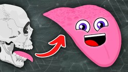 The Tongue Tastes Food! | KLT Anatomy Instructional Video