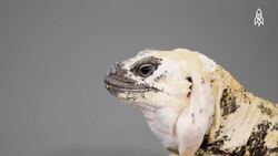 Charles the San Esteban Island Chuckwalla, desert giant facing extinction Instructional Video