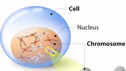 Decoding DNA: The Blueprint of Life Instructional Video