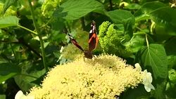 butterfly Stock Footage