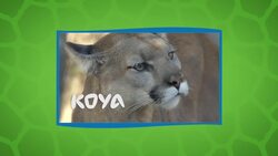 Can You Name All of the Names for Mountain Lions? Instructional Video