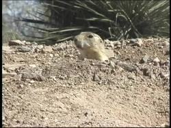 Introduction to Grasslands Instructional Video