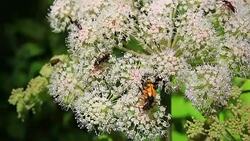 Different species of insects pollinating a white flower Stock Footage
