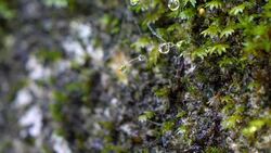 Motion video of waterdrop on green moss Stock Footage