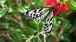 Butterfly Stock Footage