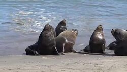 Sea lions at a beach Stock Footage