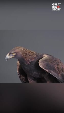 The majestic golden eagle, speed, survival, and conservation Instructional Video