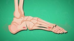 High Five Facts - Feet Instructional Video