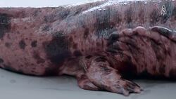 Secrets of the Japanese giant salamander, an ancient survivor Instructional Video