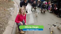 A Pittsburgh Penguin Party Is Something Everyone Has to Feast Their Eyes On! Instructional Video