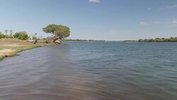 Elephants on the banks of the Zambezi River News Clip