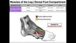 Dorsal Foot Muscles | Anatomy, Origins, Insertions, & More Instructional Video