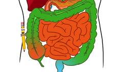 Human body: The Digestive System Instructional Video